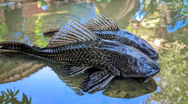 Ikan Sapu-Sapu Ancam Ekosistem Sungai Jakarta, Ini Dampaknya