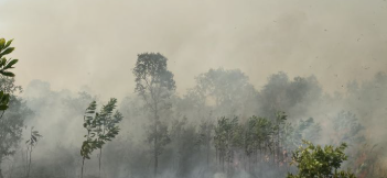  5 Pesawat TNI AU Dikerahkan ke Kalimantan, Pemerintah Perkuat Penanganan Karhutla