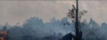 Kalteng Tetapkan Tanggap Darurat Karhutla, Asap Mulai Berdampak ke Warga