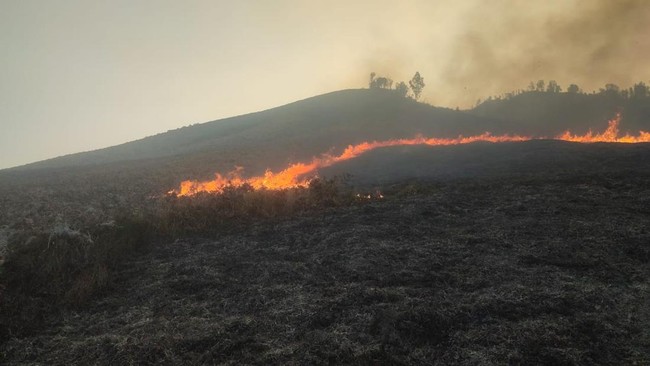 Bromo Kembali Terbakar, Api Melahap Kawasan Sabana Pengol